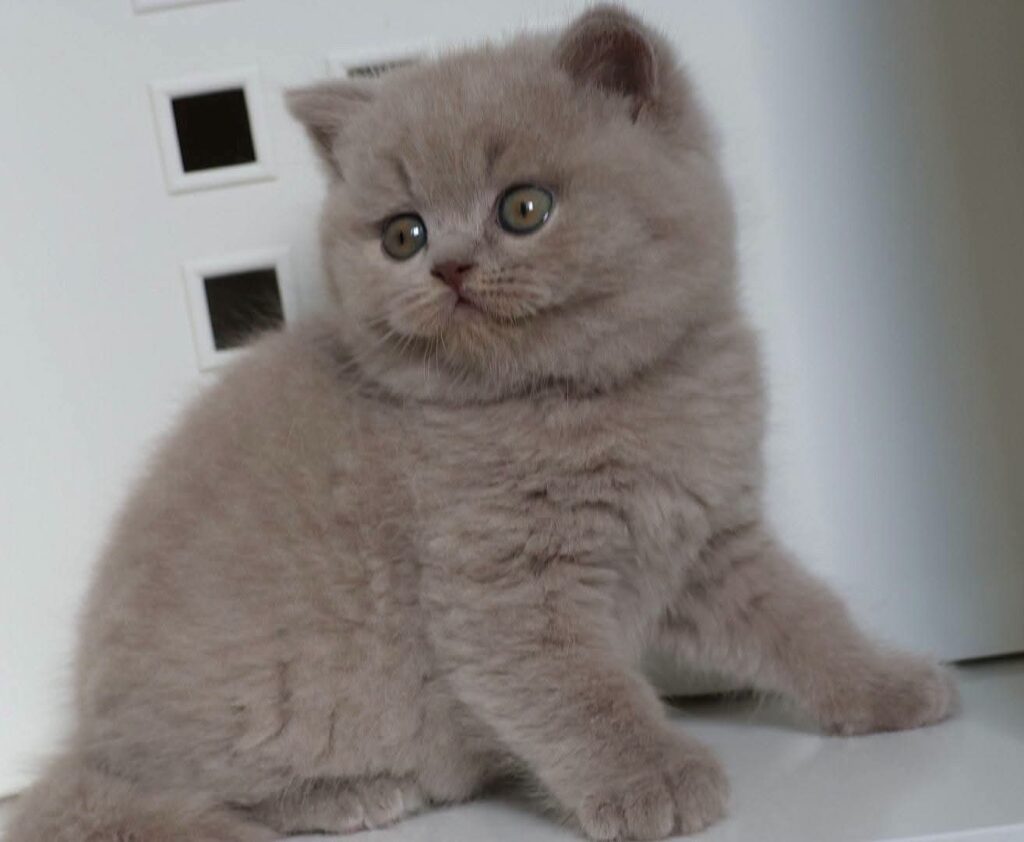 Noel, British Shorthair lilas – élevage Sendosan