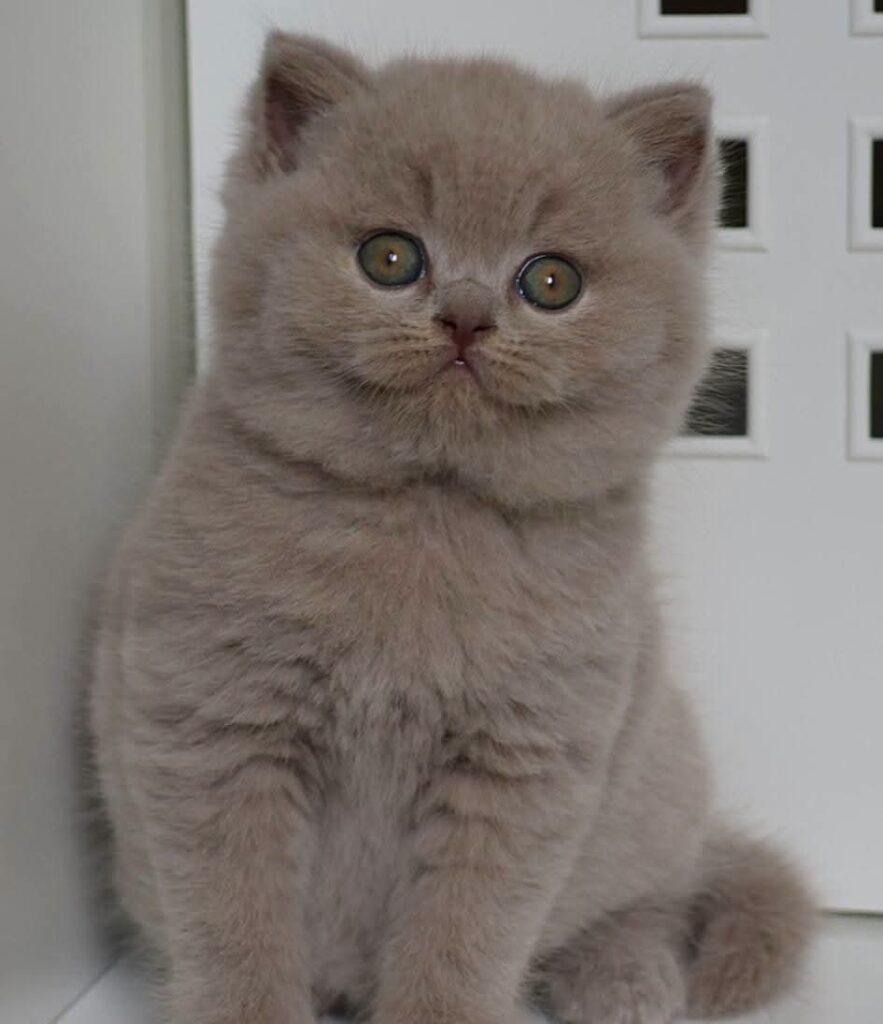 Noel, British Shorthair lilas – élevage Sendosan
