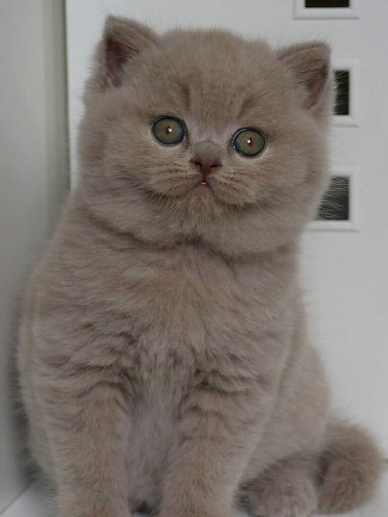 Tête ronde et yeux intenses d'un British Shorthair lilas Sendosan