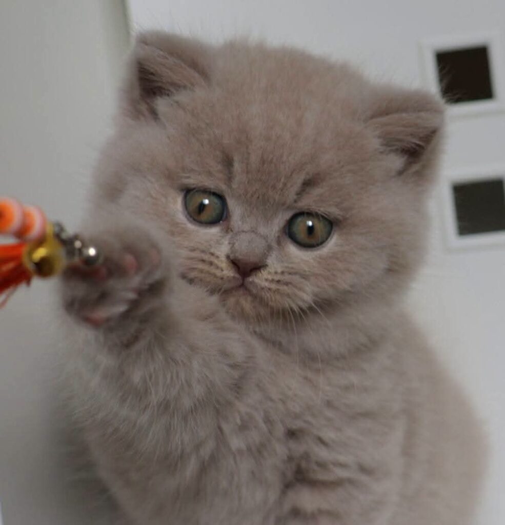 Noel, British Shorthair lilas – élevage Sendosan