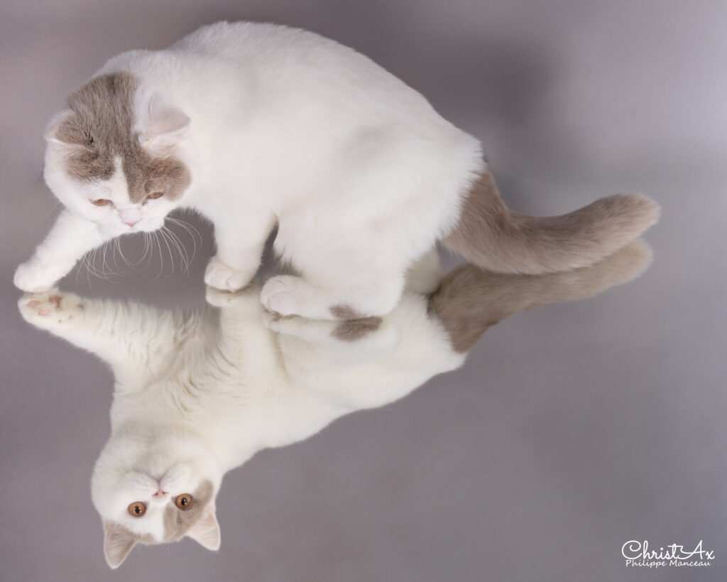 Subarashi, British Shorthair fawn et blanc – élevage Sendosan