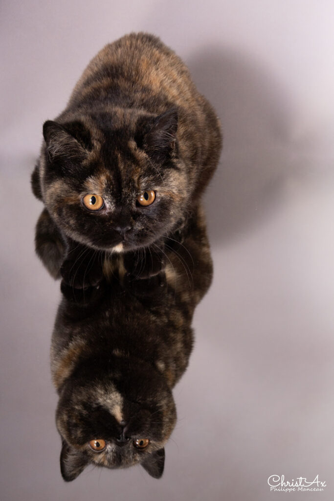 Shikisaï, British Shorthair black tortie – élevage Sendosan