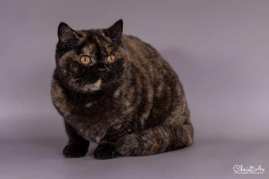 Couleur de robe British Shorthair, élevage Sendosan