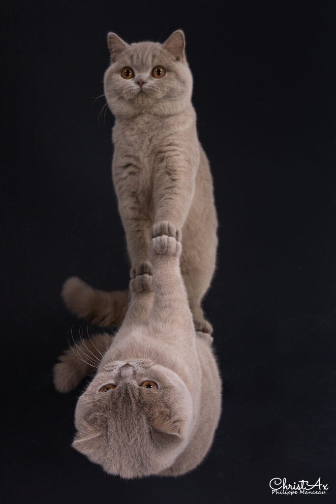 Matcha, British Shorthair lilas – élevage Sendosan
