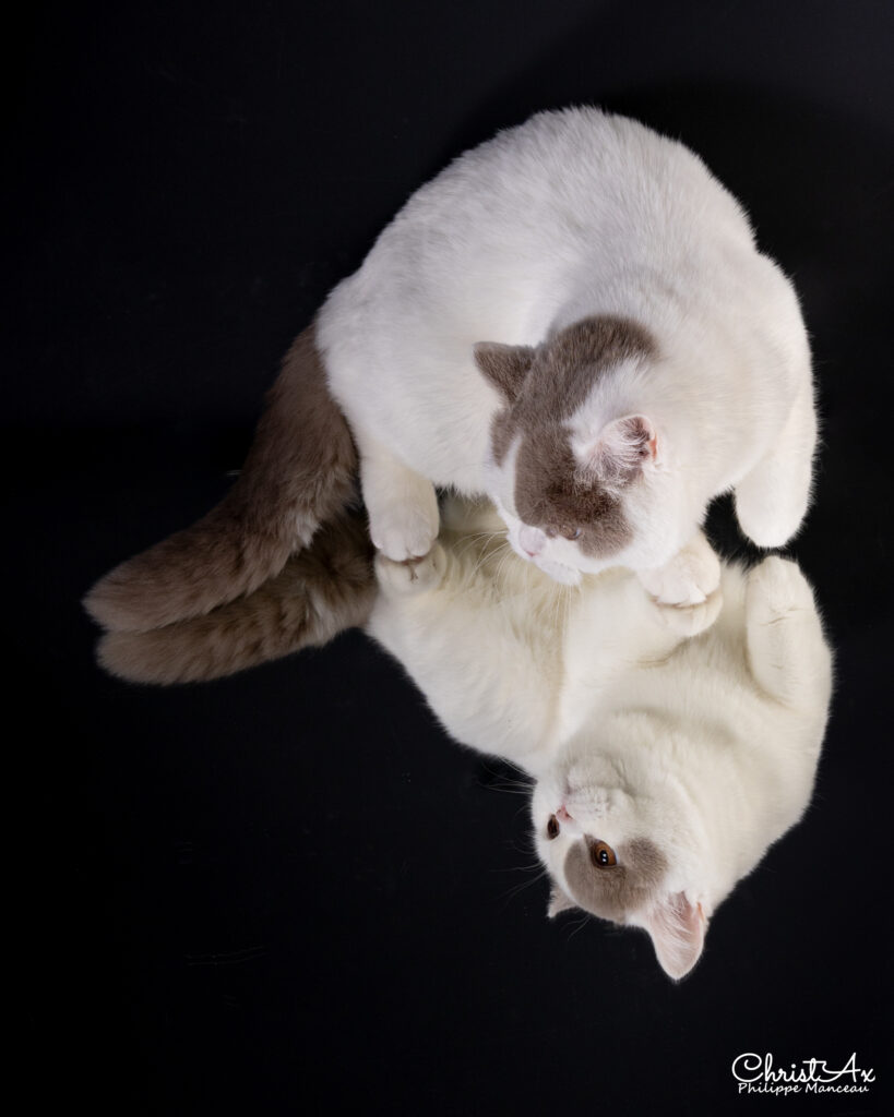 Subarashi, British Shorthair fawn et blanc – élevage Sendosan