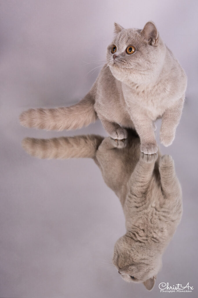 Matcha, British Shorthair lilas – élevage Sendosan
