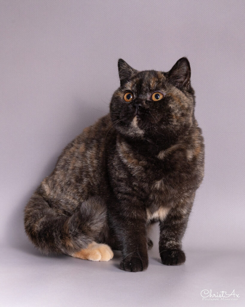 Shikisaï, British Shorthair black tortie – élevage Sendosan