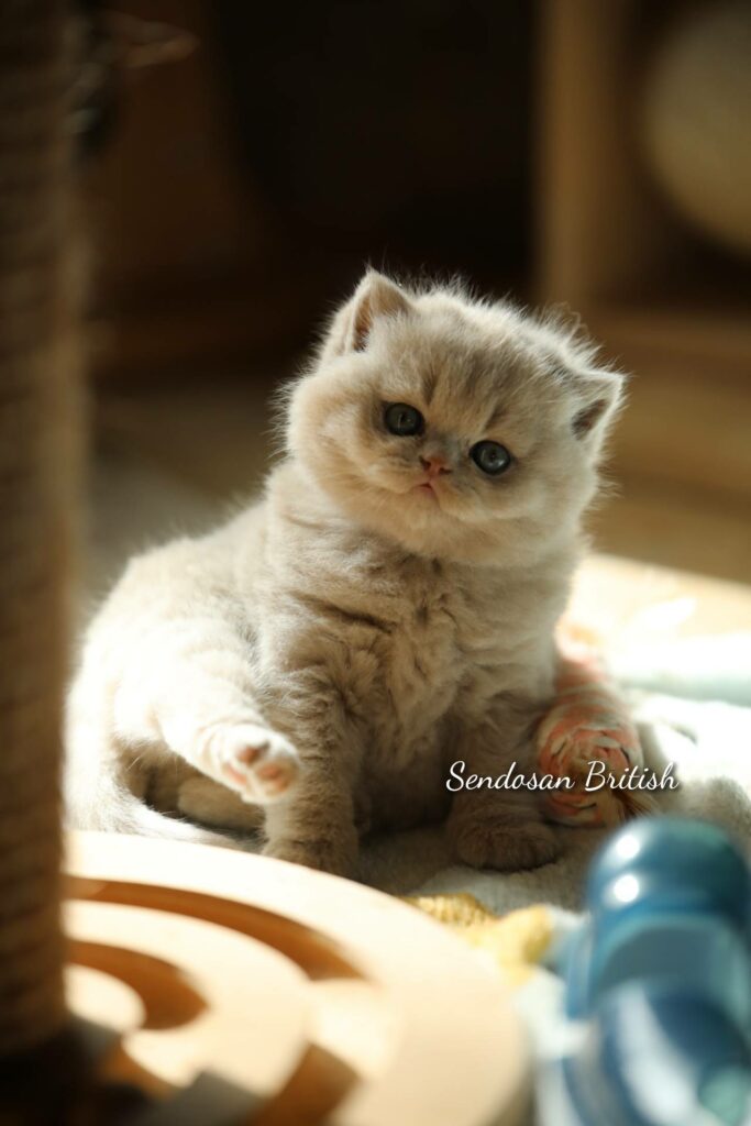 Chaton de l'élevage British Shorthair Sendosan