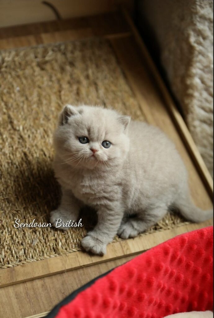 Chaton de l'élevage British Shorthair Sendosan