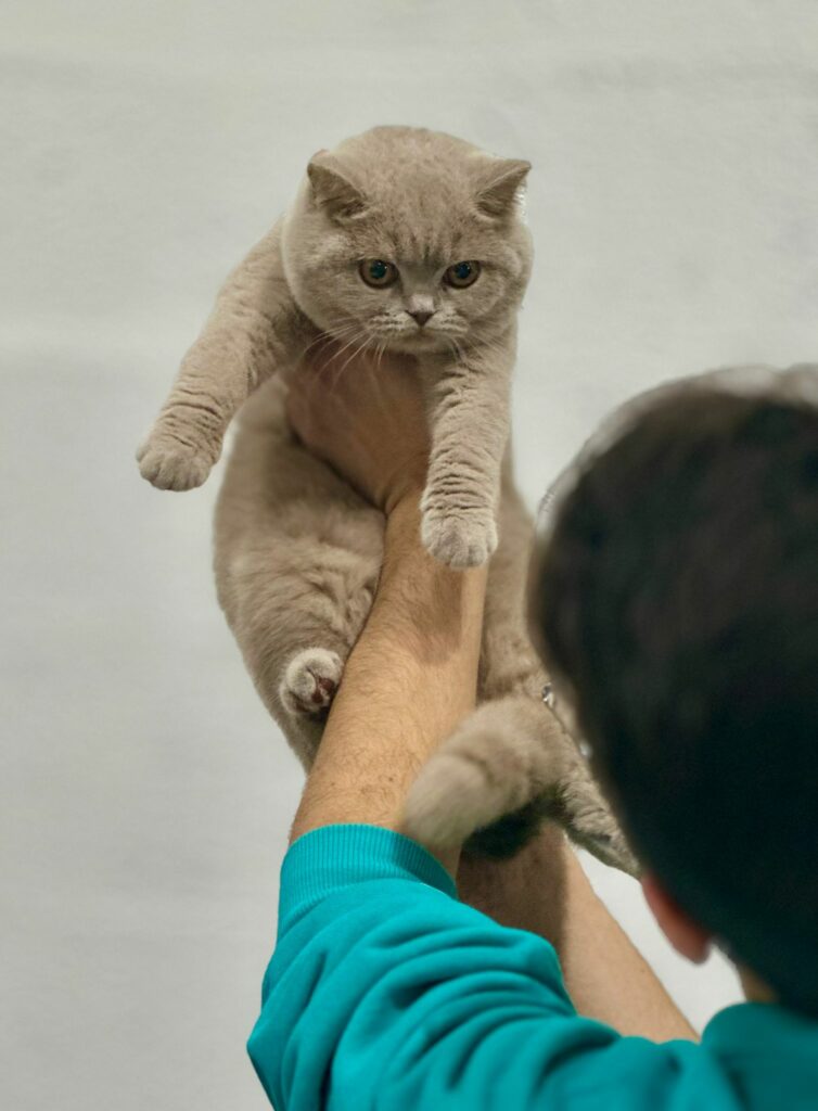 Matcha, British Shorthair lilas – élevage Sendosan
