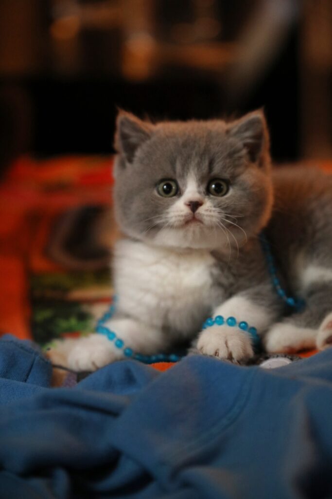 Chaton de l'élevage British Shorthair Sendosan