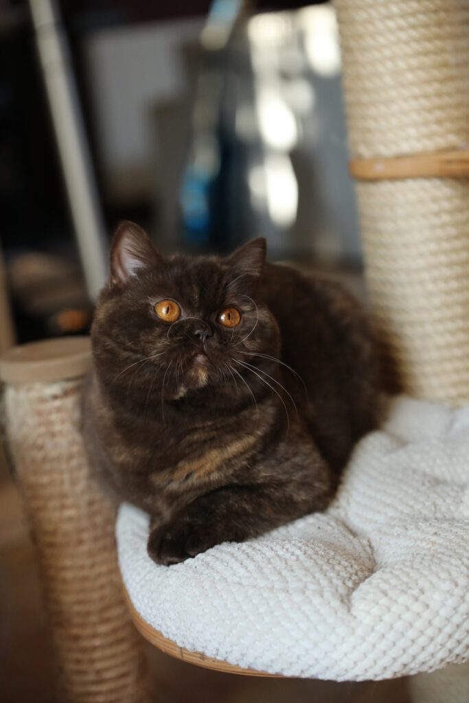Honey, British Shorthair choco tortie – élevage Sendosan