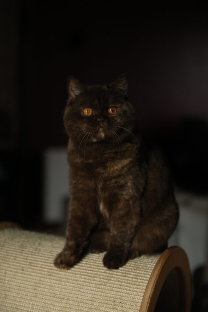 Honey, British Shorthair choco tortie – élevage Sendosan