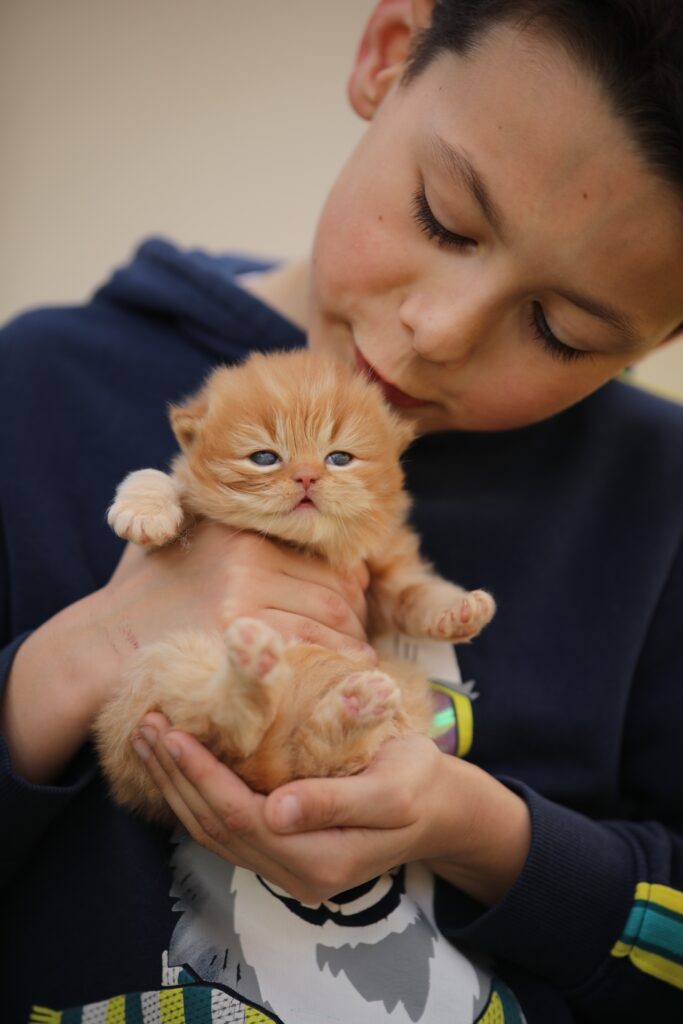 Chaton Sendosan dans les bras d'un enfant