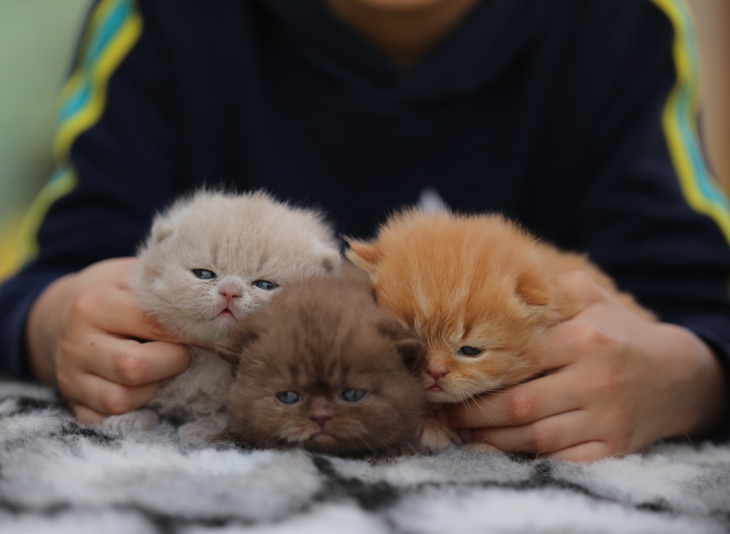 Chatons British Shorthair Sendosan dans les mains d'un enfant