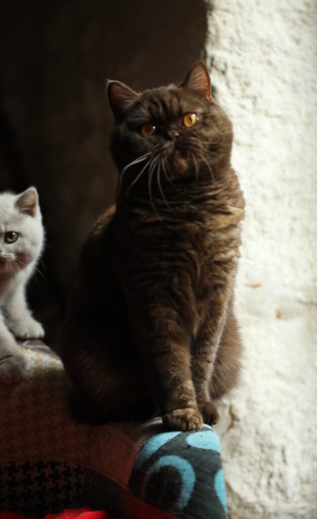 Honey, British Shorthair choco tortie – élevage Sendosan
