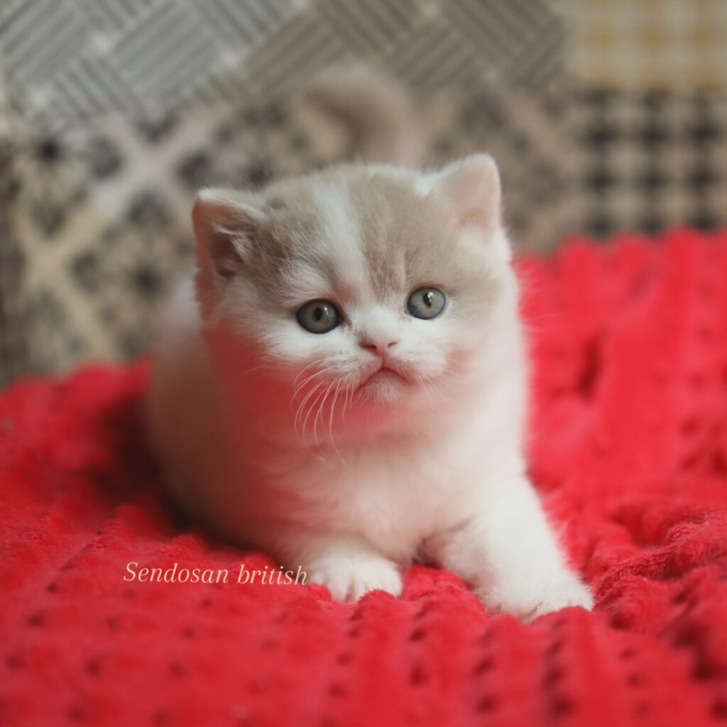 Chaton de l'élevage British Shorthair Sendosan