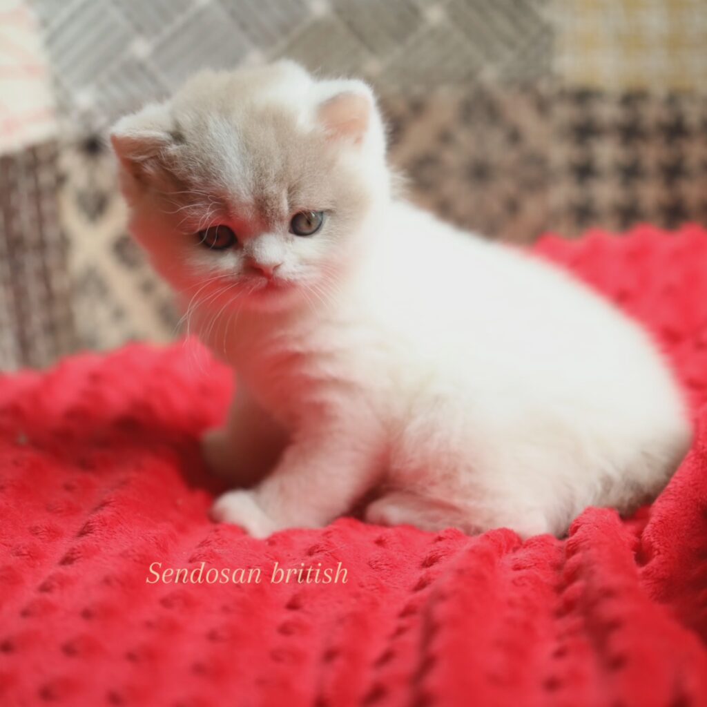 Subarashi, British Shorthair fawn et blanc – élevage Sendosan