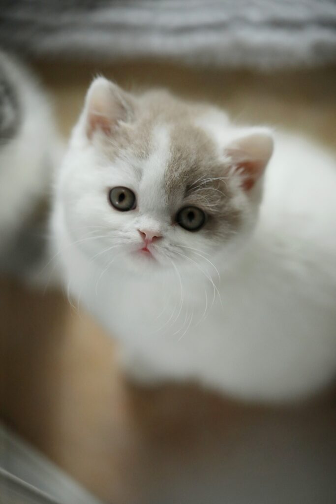 Subarashi, British Shorthair fawn et blanc – élevage Sendosan