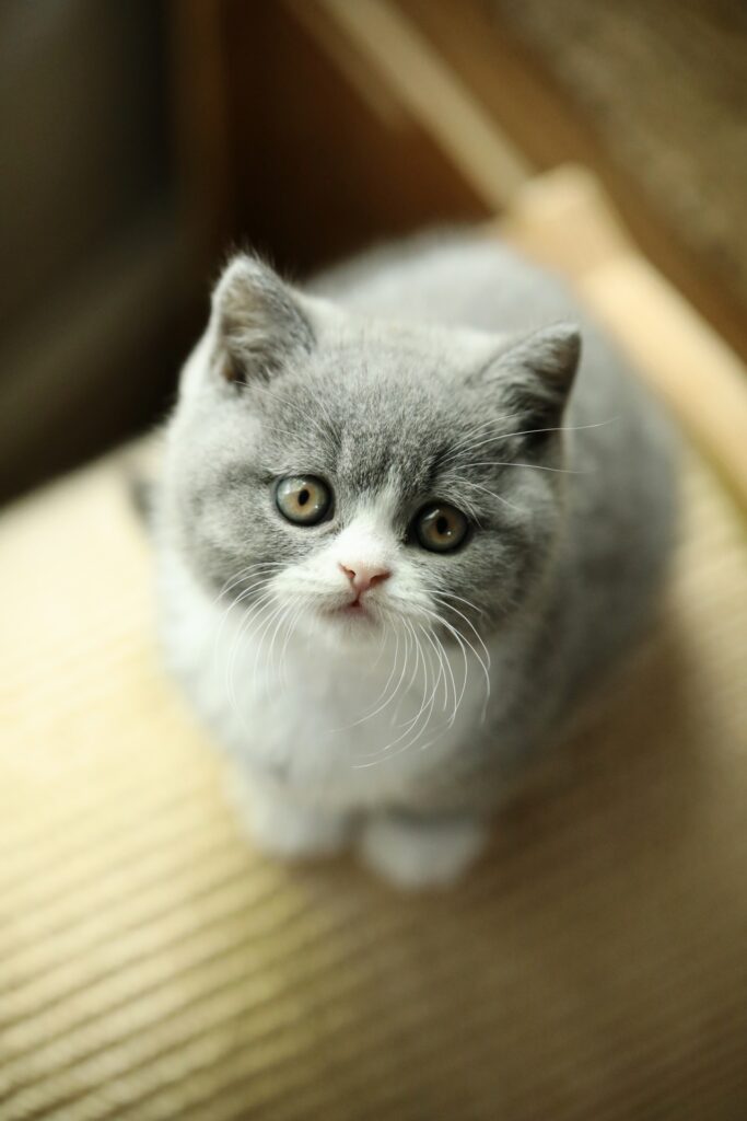 Chaton de l'élevage British Shorthair Sendosan