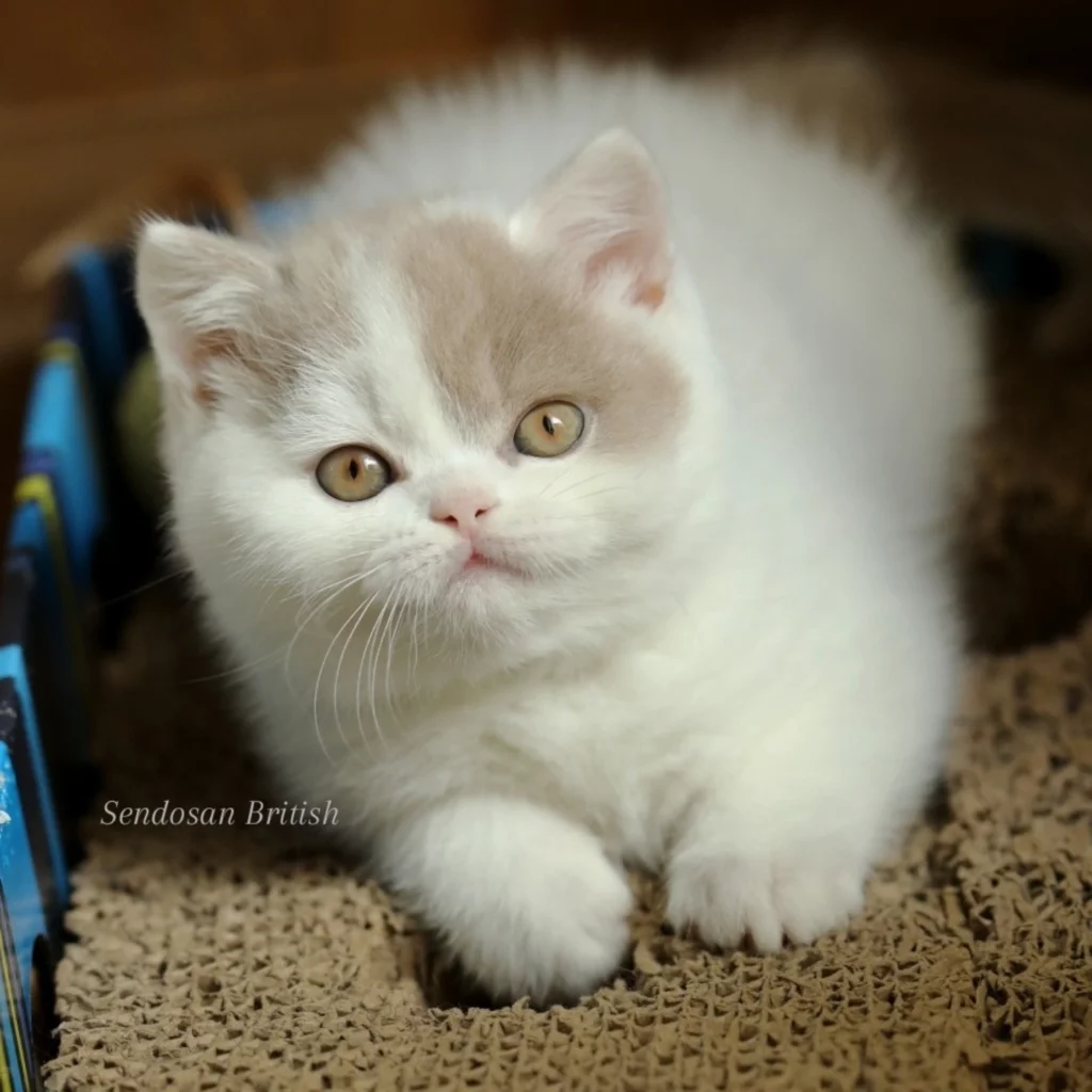 Subarashi, British Shorthair fawn et blanc – élevage Sendosan