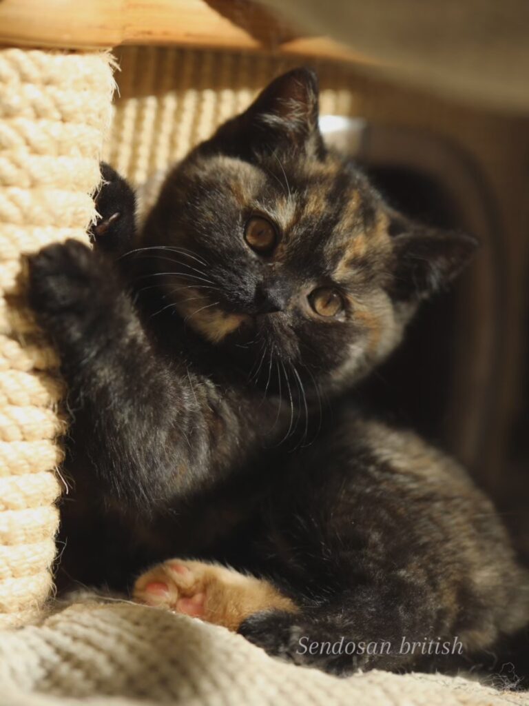 Shikisaï, British Shorthair black tortie – élevage Sendosan