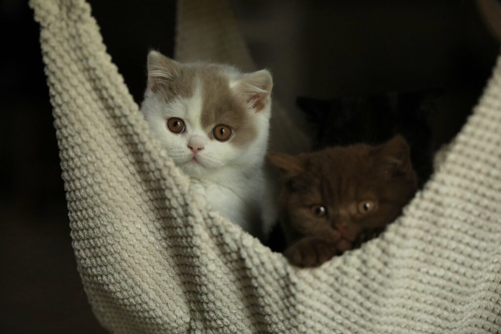 Chatons British Shorthair au repos