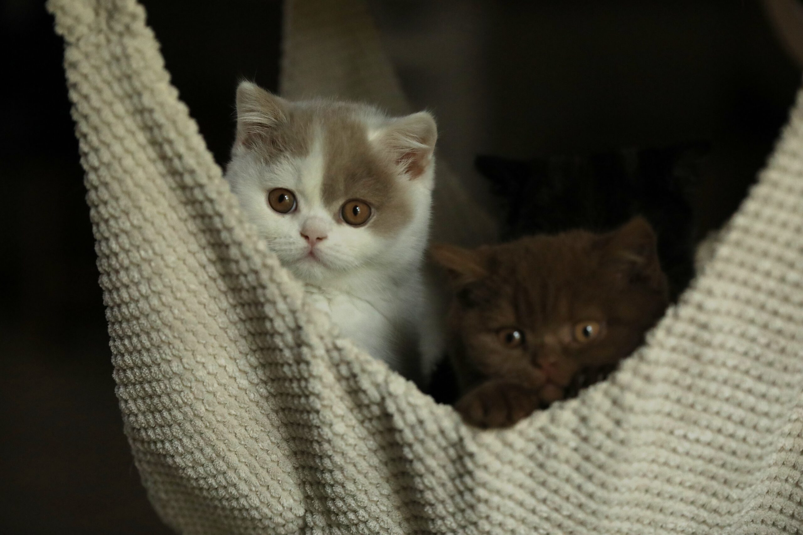 Chatons British Shorthair Sendosan
