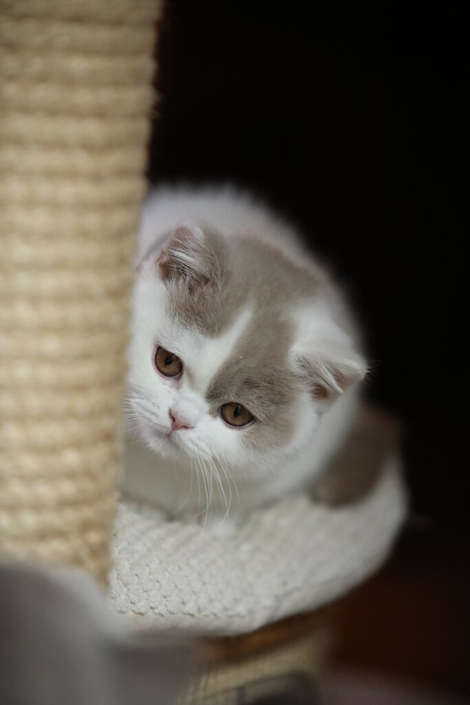 Subarashi, British Shorthair fawn et blanc – élevage Sendosan