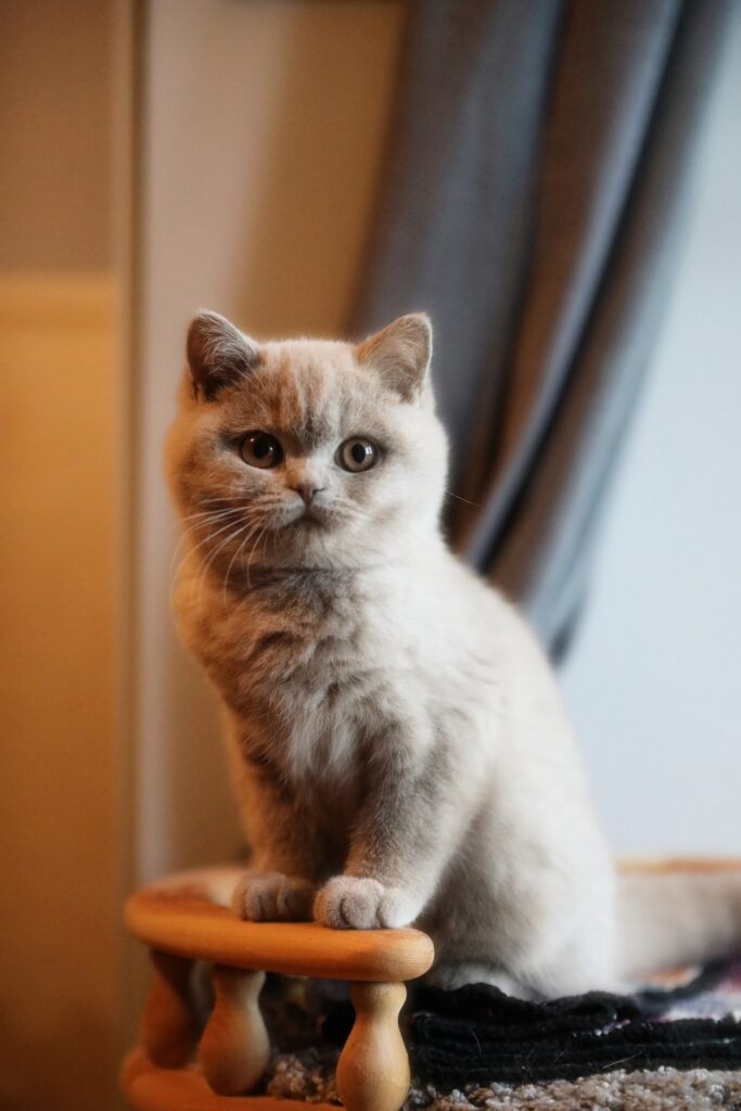 Matcha, British Shorthair lilas – élevage Sendosan