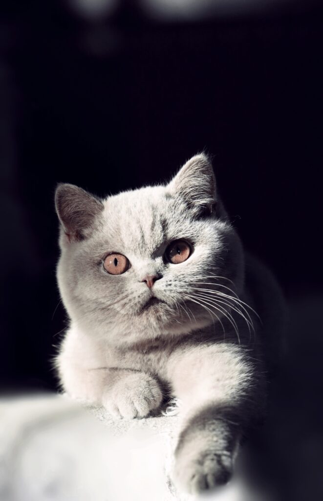 Matcha, British Shorthair lilas – élevage Sendosan