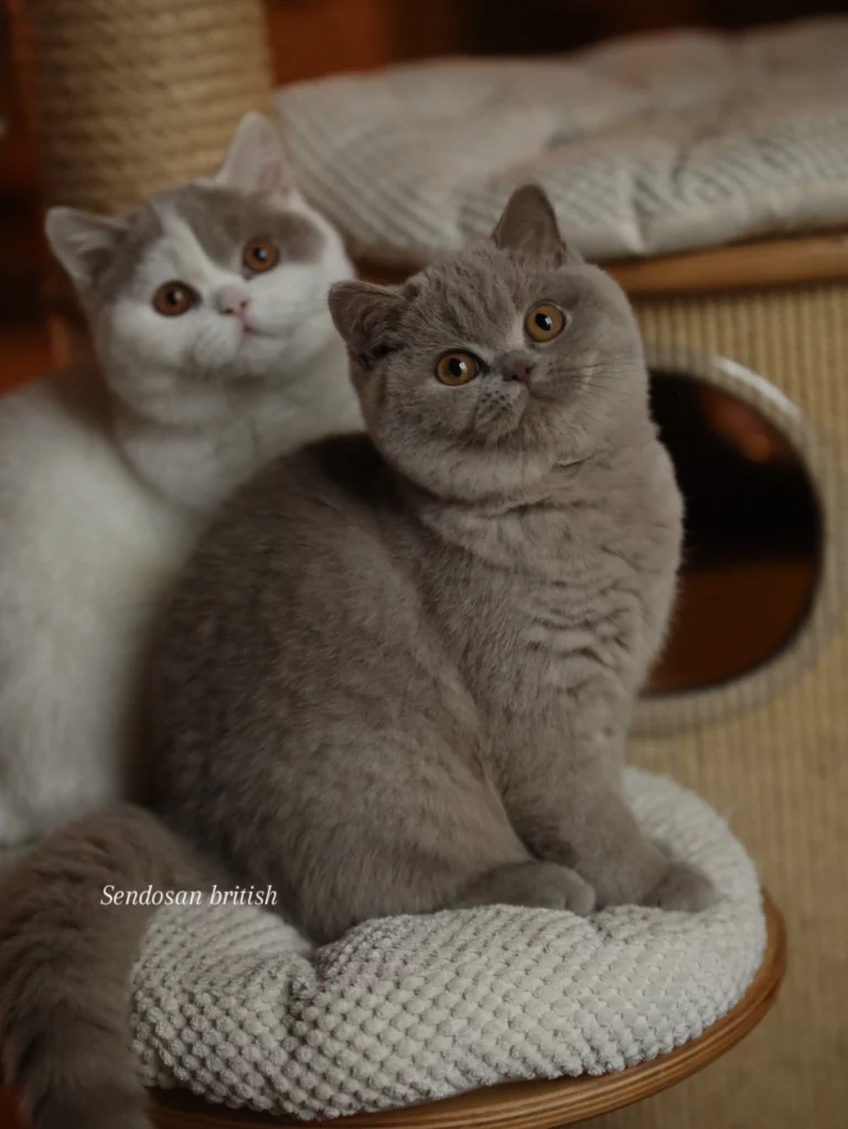 Matcha, British Shorthair lilas – élevage Sendosan