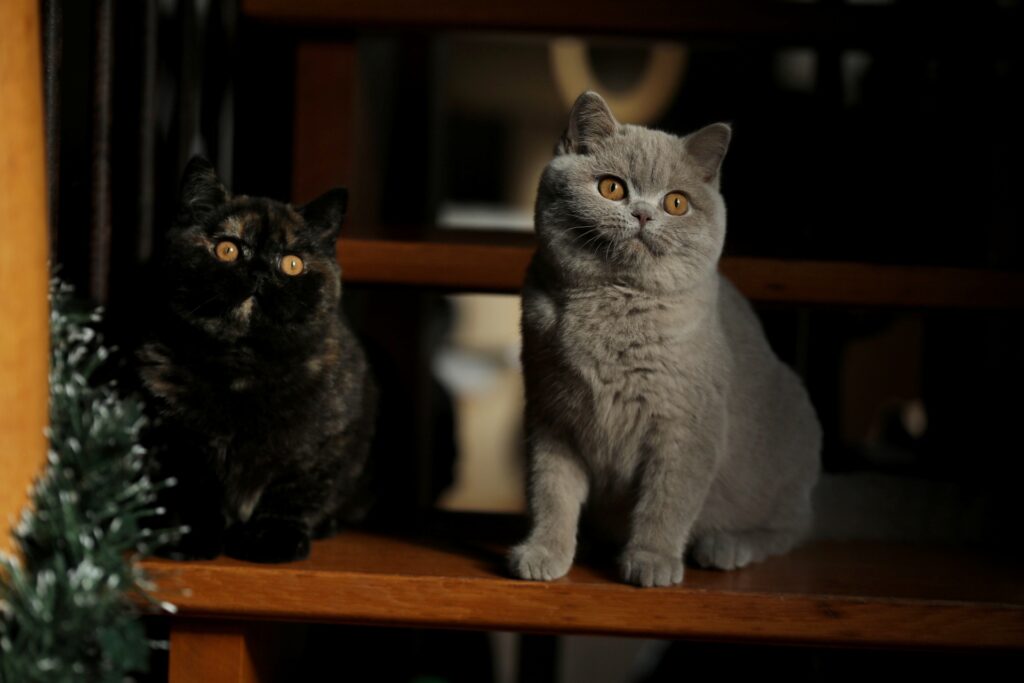 Matcha, British Shorthair lilas – élevage Sendosan