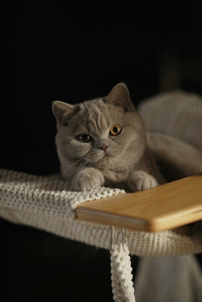 Matcha, British Shorthair lilas – élevage Sendosan