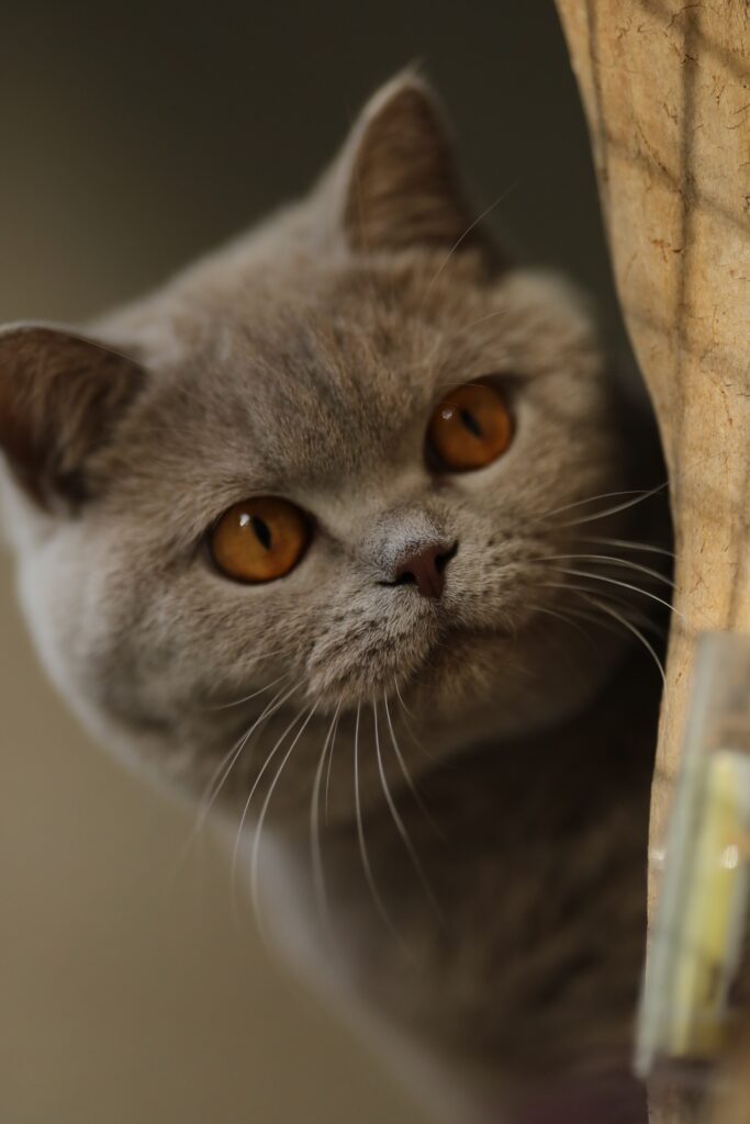Matcha, British Shorthair lilas – élevage Sendosan