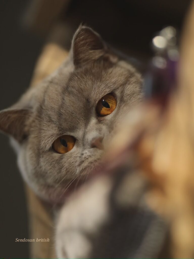 Matcha, British Shorthair lilas – élevage Sendosan
