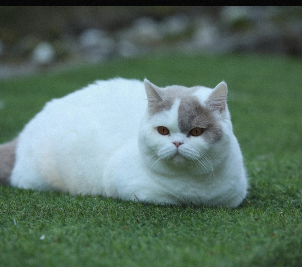 Subarashi, British Shorthair fawn et blanc – élevage Sendosan