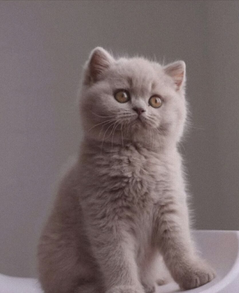 Noel, British Shorthair lilas – élevage Sendosan