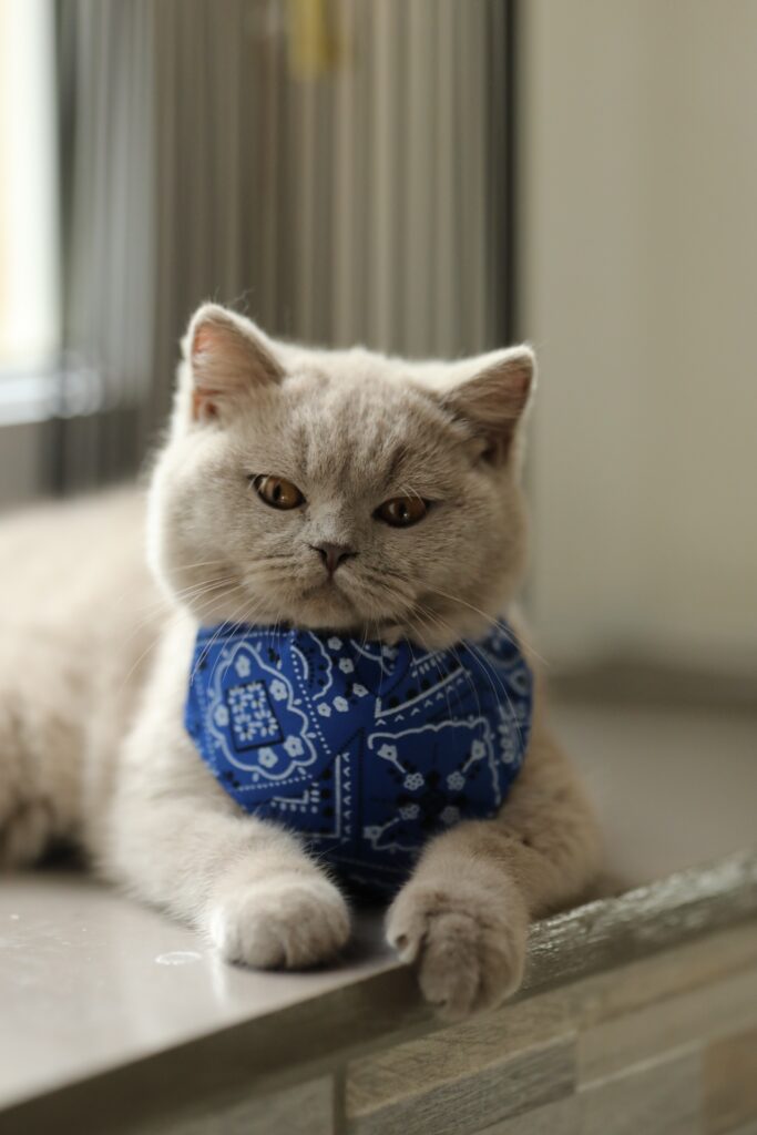 Noel, British Shorthair lilas – élevage Sendosan