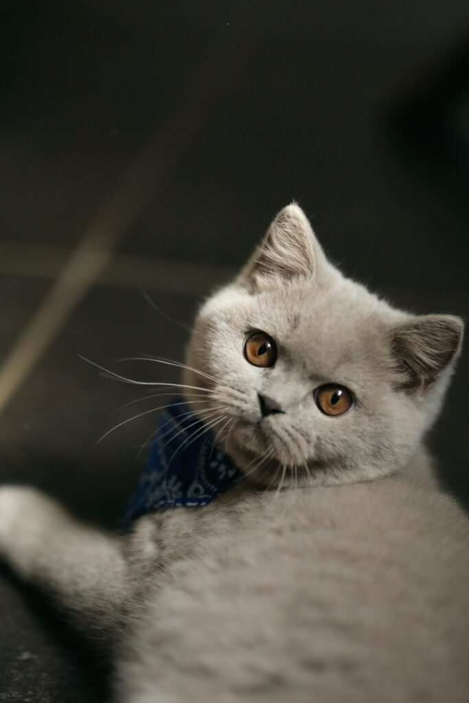 Noel, British Shorthair lilas – élevage Sendosan