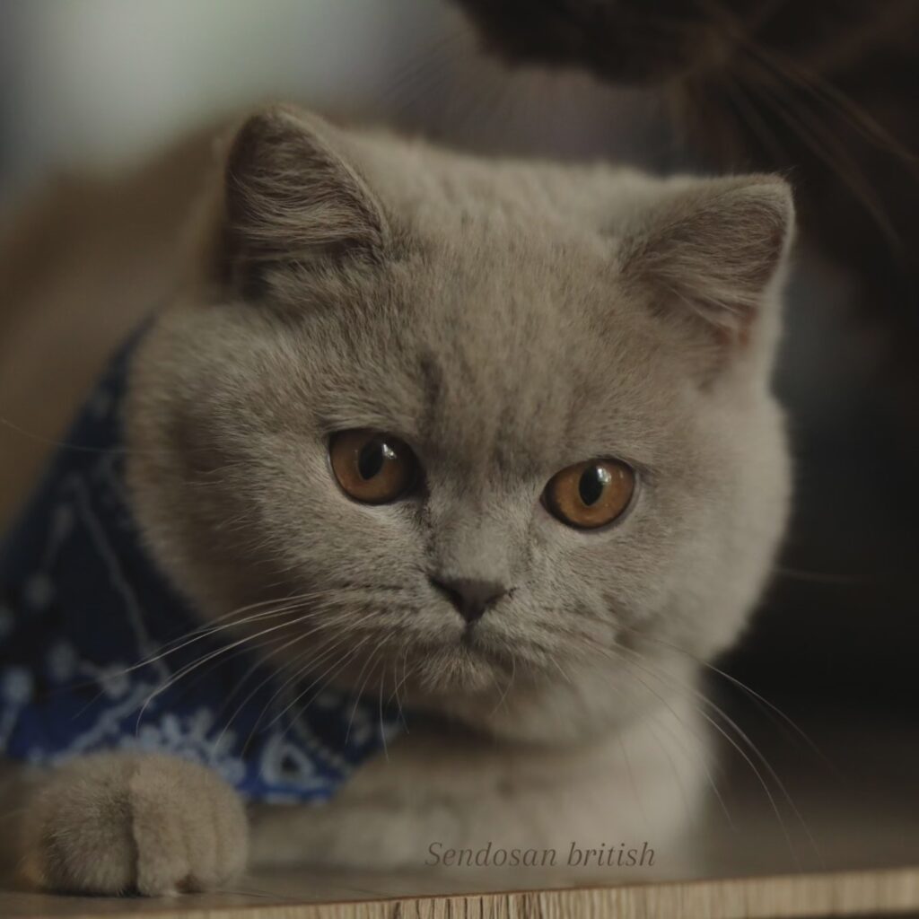 Noel, British Shorthair lilas – élevage Sendosan