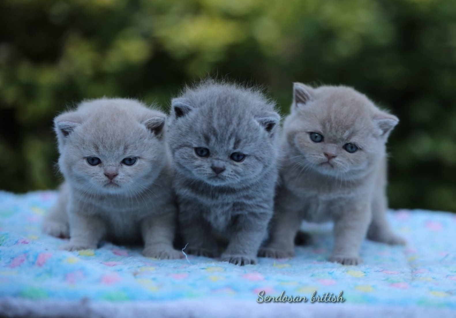 Chatons British Shorthair bleus de l'élevage Sendosan