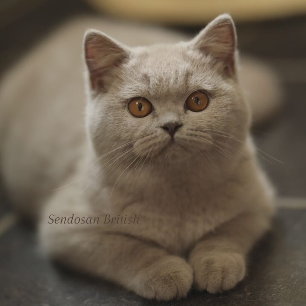 Noel, British Shorthair lilas – élevage Sendosan
