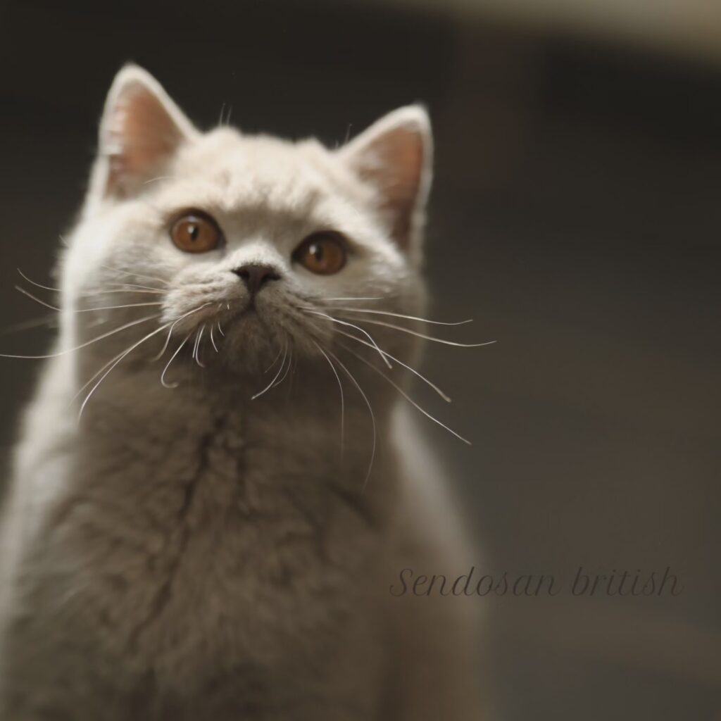 Noel, British Shorthair lilas – élevage Sendosan