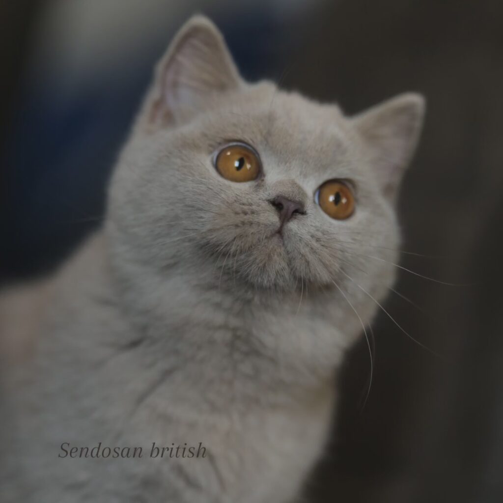 Noel, British Shorthair lilas – élevage Sendosan