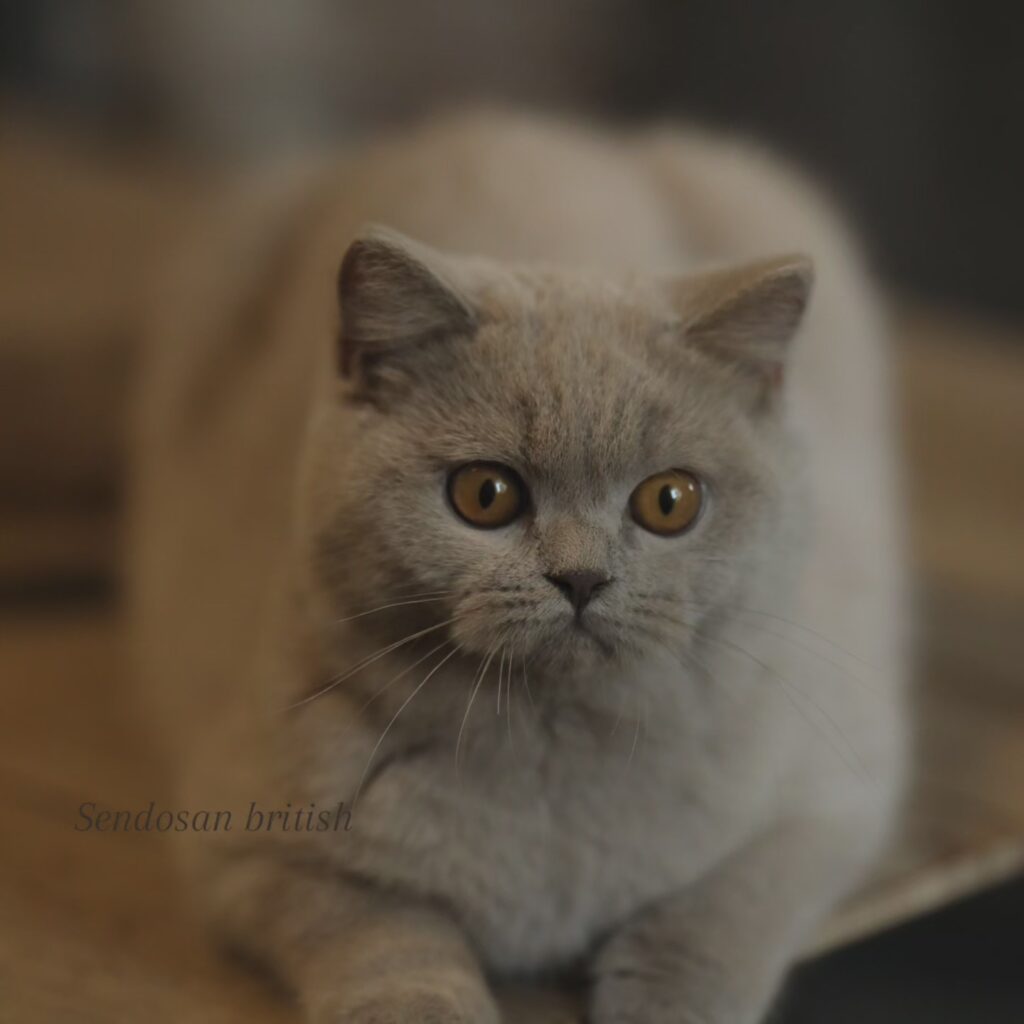 Noel, British Shorthair lilas – élevage Sendosan