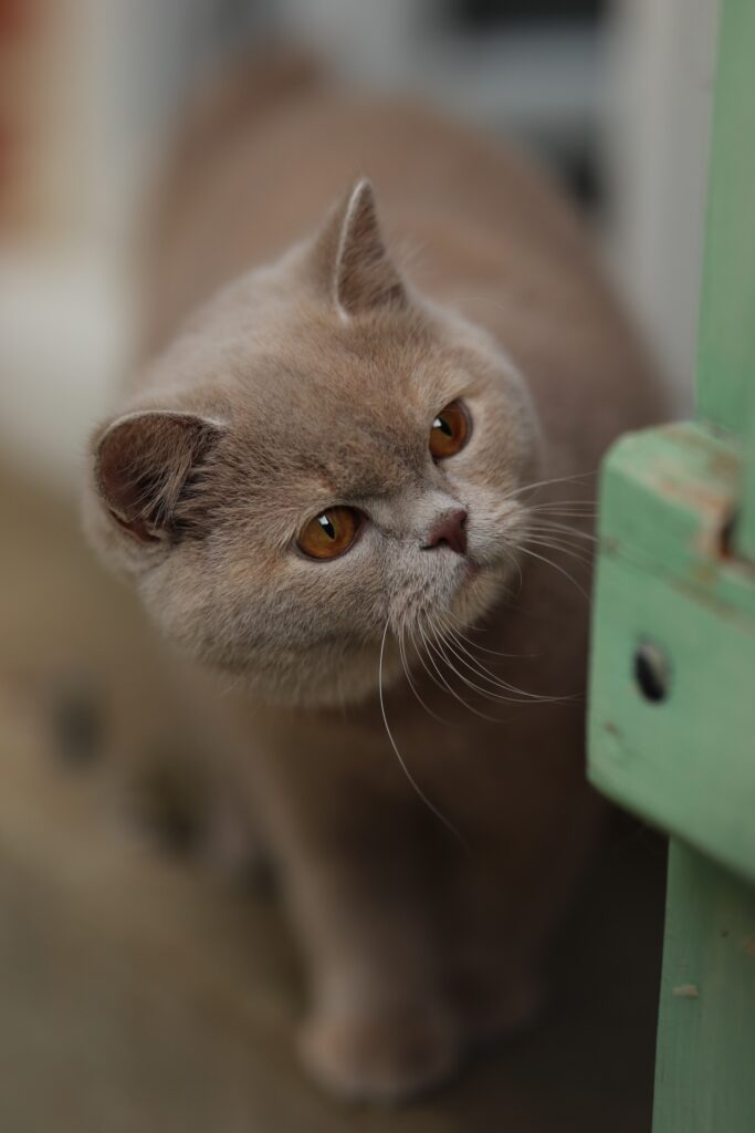 Couleur de robe British Shorthair, élevage Sendosan
