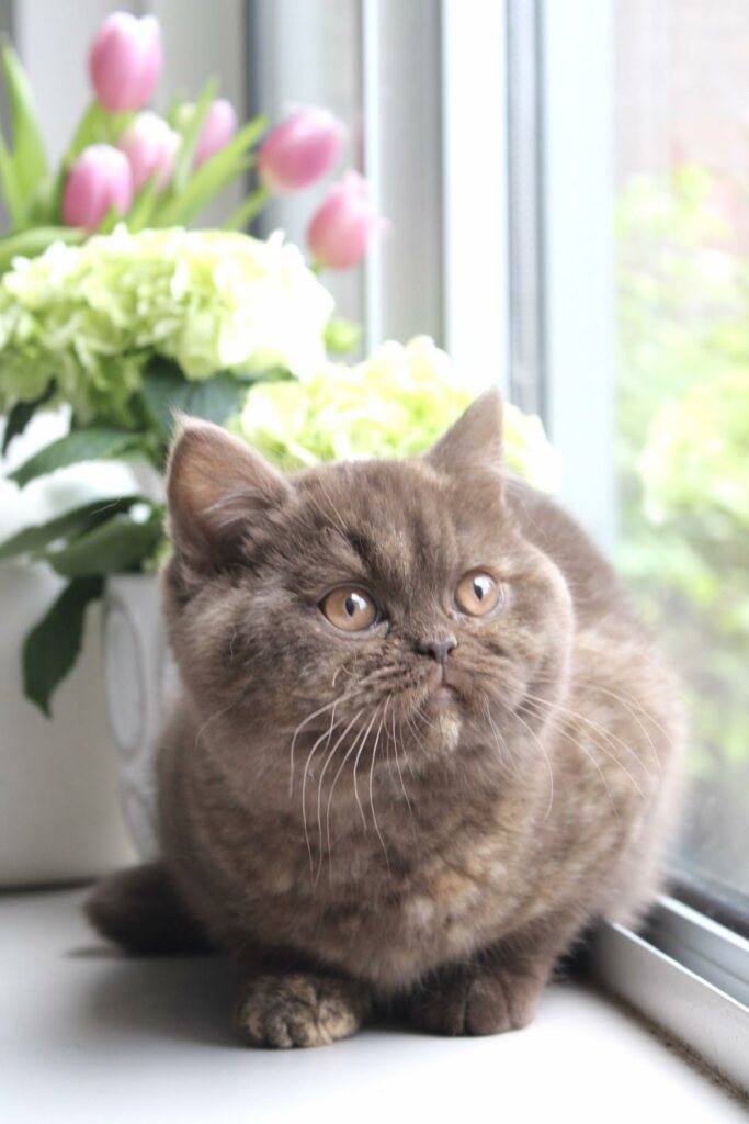 Honey, British Shorthair choco tortie – élevage Sendosan