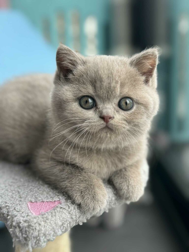 Matcha, British Shorthair lilas – élevage Sendosan
