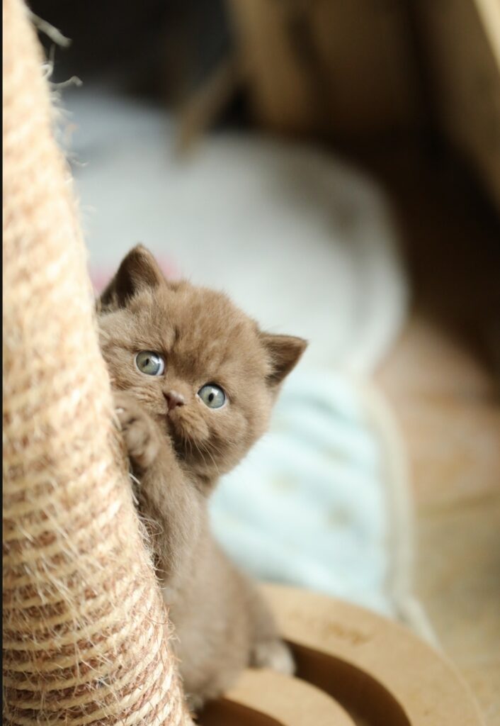 Chaton de l'élevage British Shorthair Sendosan